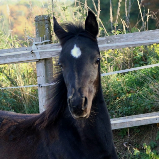 Bildname